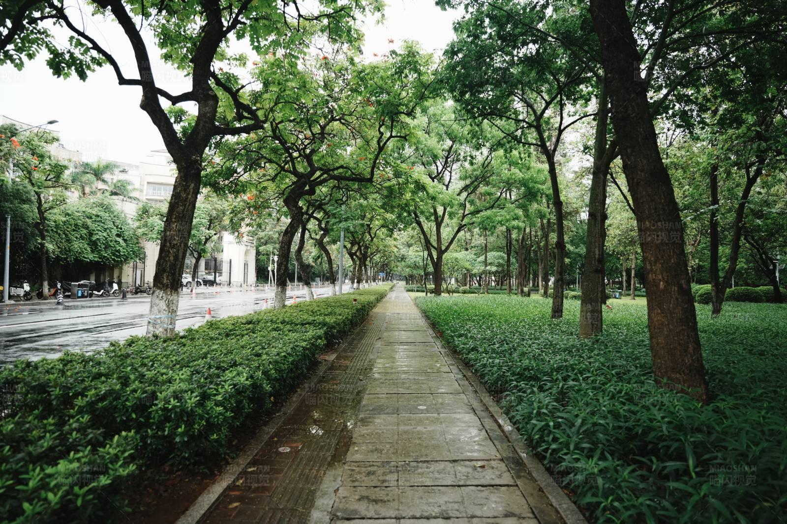 城市绿荫下的宁静小径图片