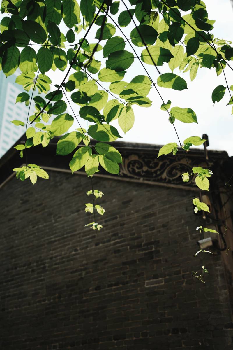 绿叶与砖墙图片