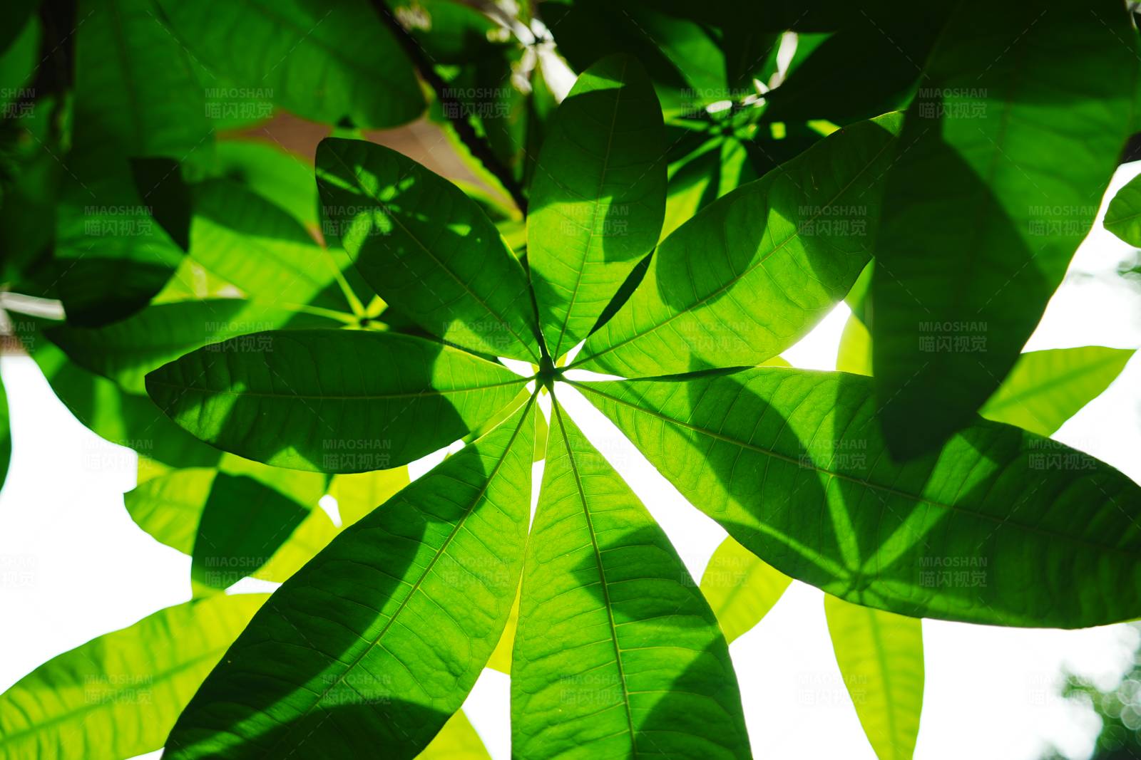 绿叶光影图片
