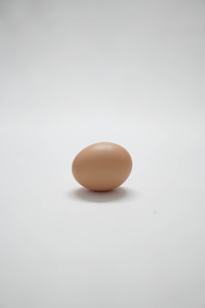 孤独的鸡蛋图片