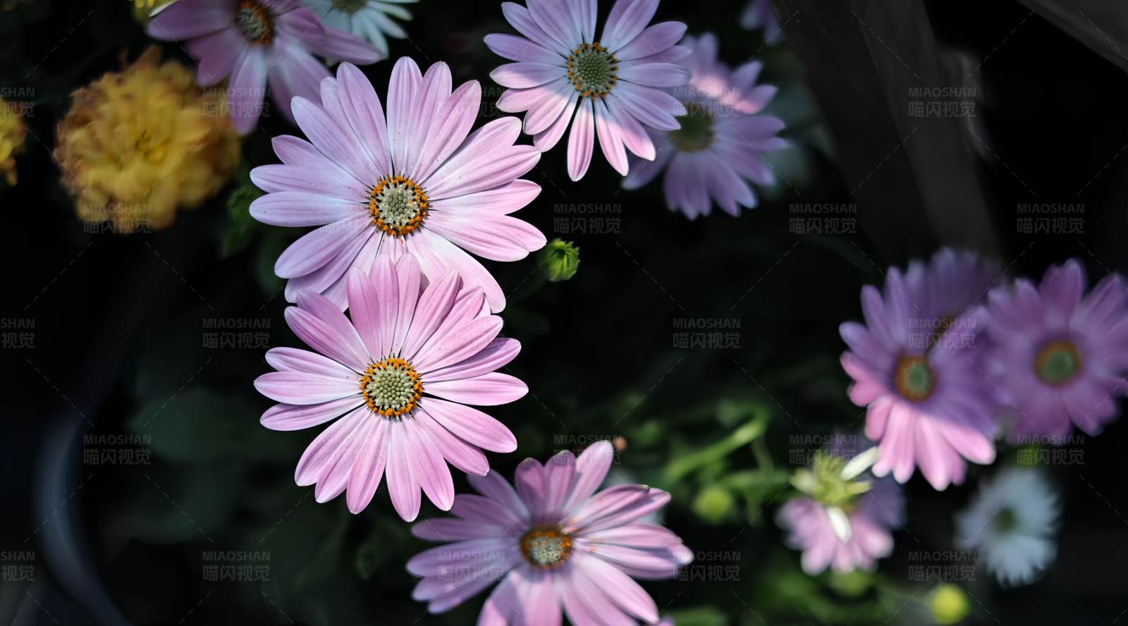 粉色雏菊的美丽瞬间图片