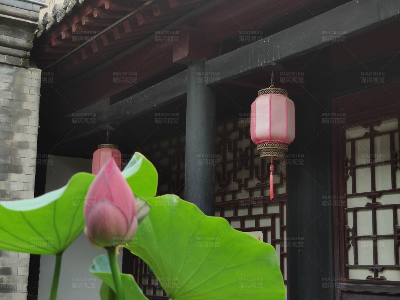 荷花与红灯笼图片