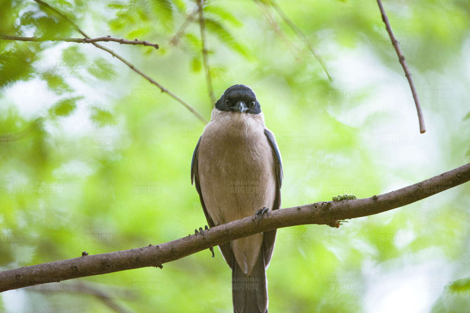 树枝上的小鸟图片