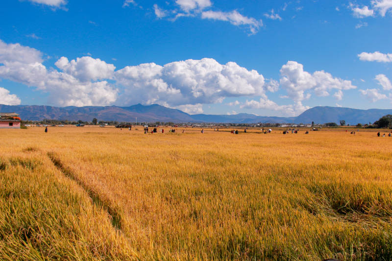 金色稻田与远山图片