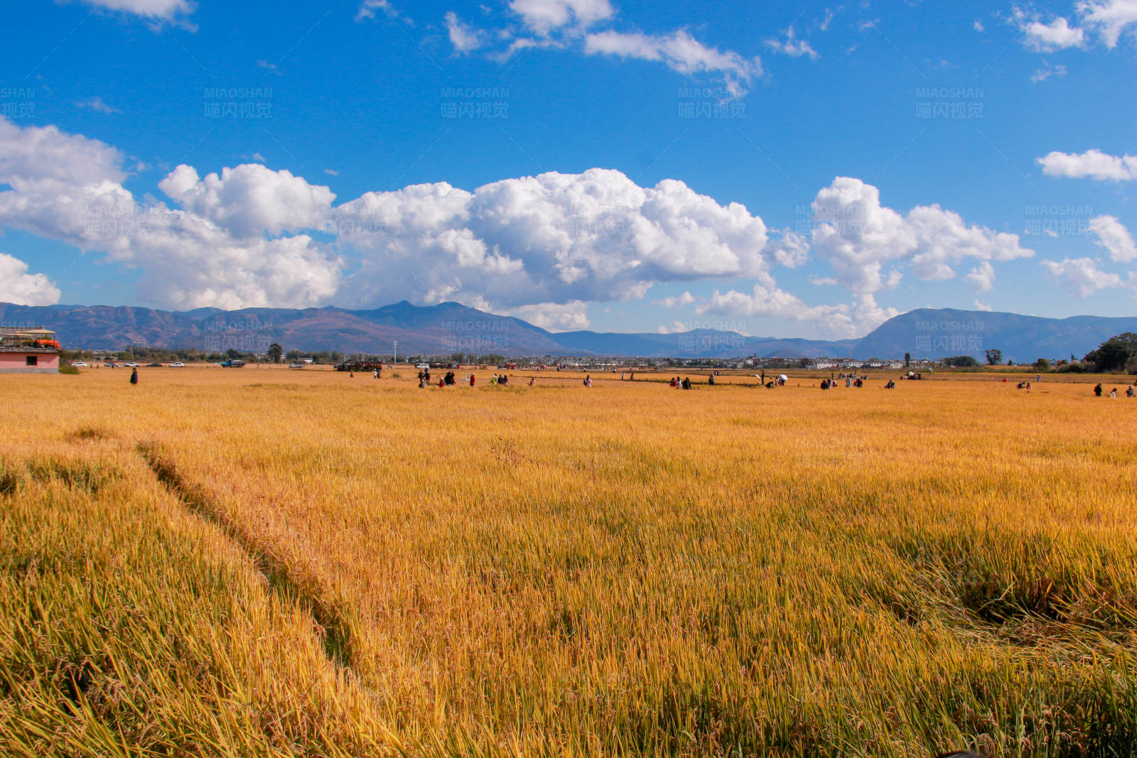 金色稻田与远山图片