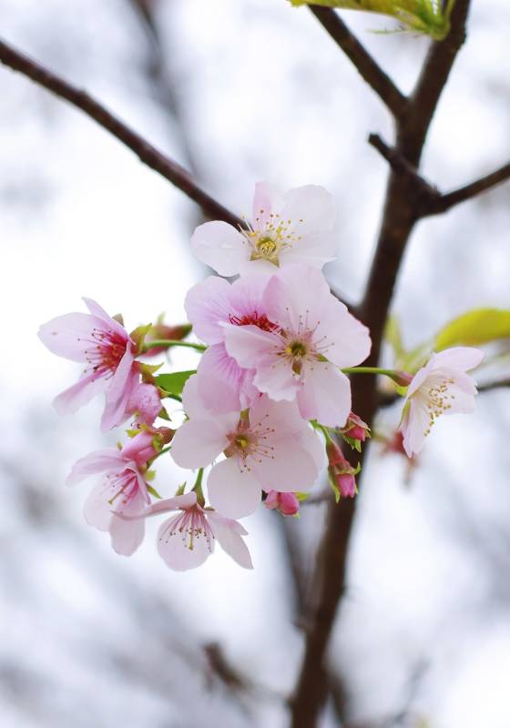 桃花绽放 春意盎然图片