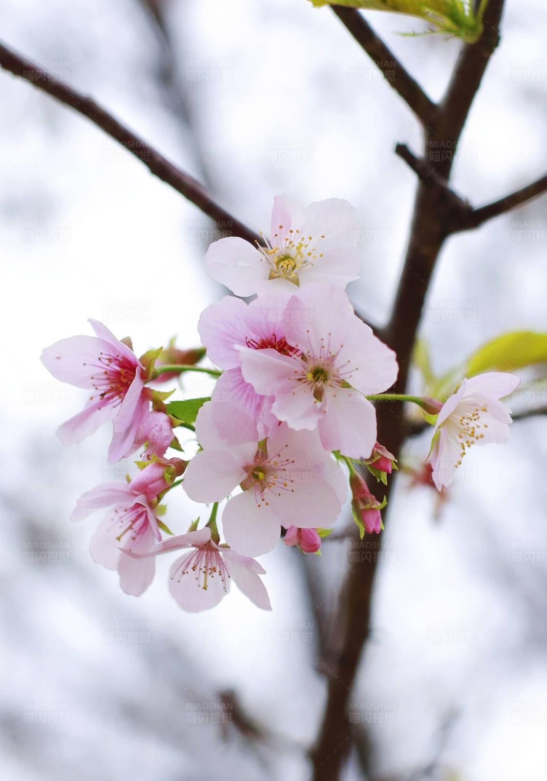 桃花绽放 春意盎然图片