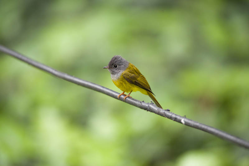 小鸟栖息在细枝上图片