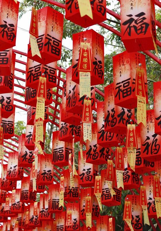 福字灯笼挂满树图片