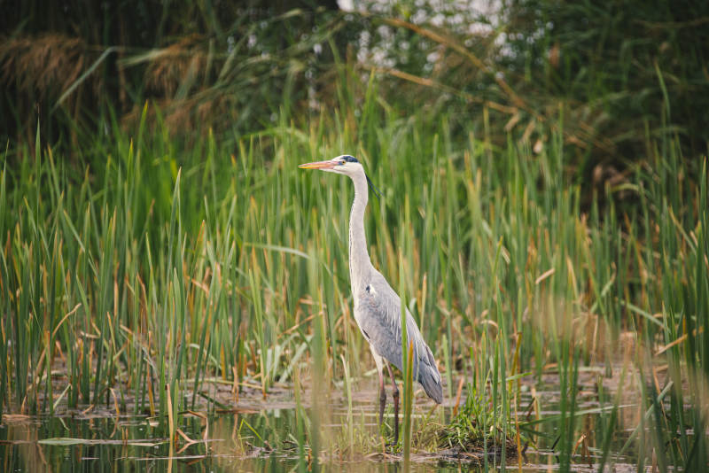 湿地中的灰鹭图片