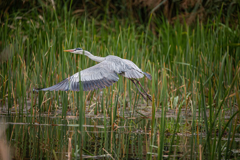 苍鹭展翅飞越湿地图片