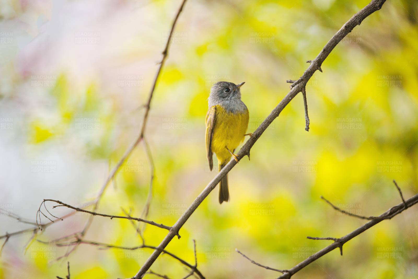 方尾鹟栖息在春天的树枝上图片