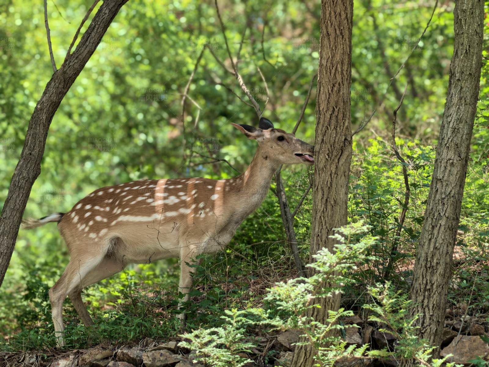林间斑点鹿图片