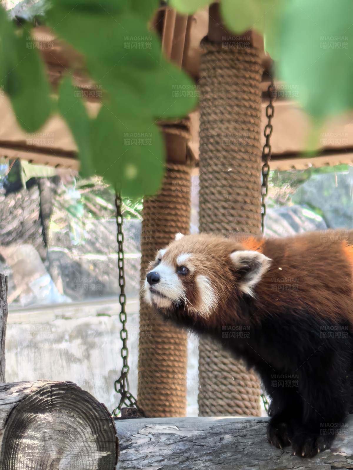 小熊猫的悠闲时光图片