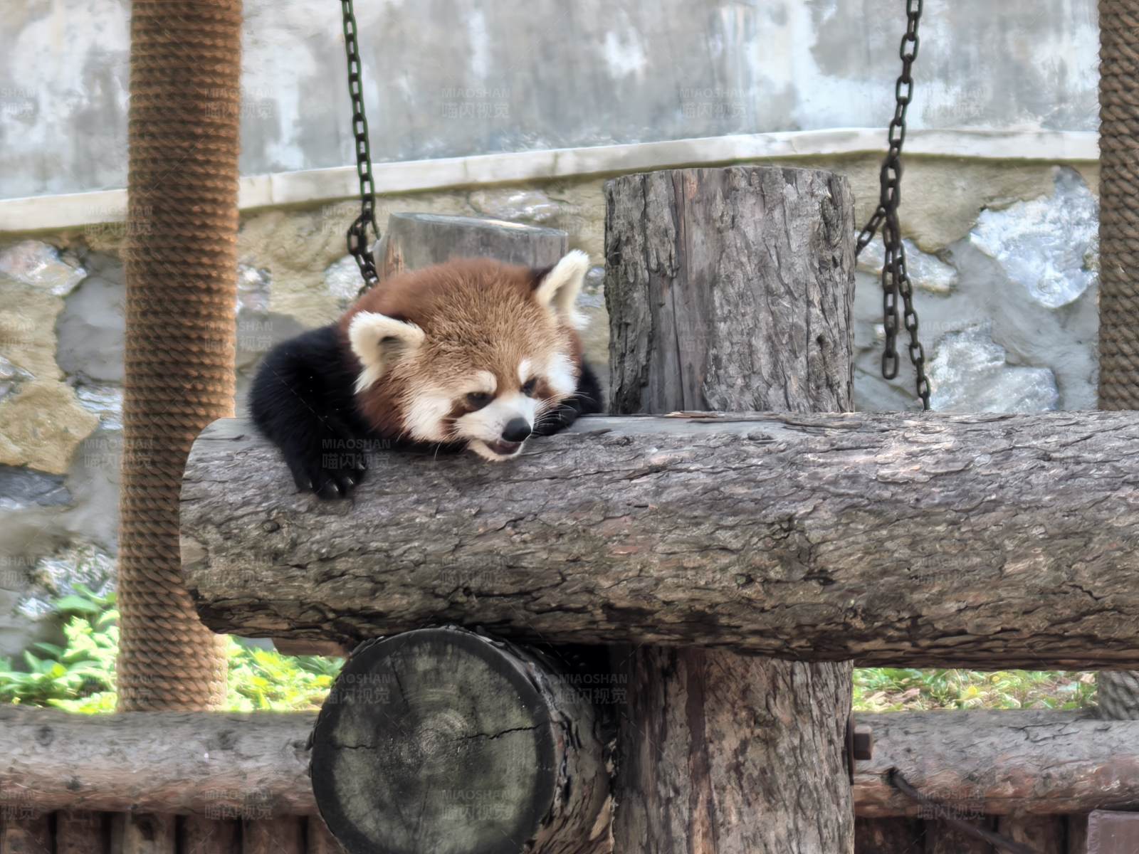 小熊猫的悠闲时光图片