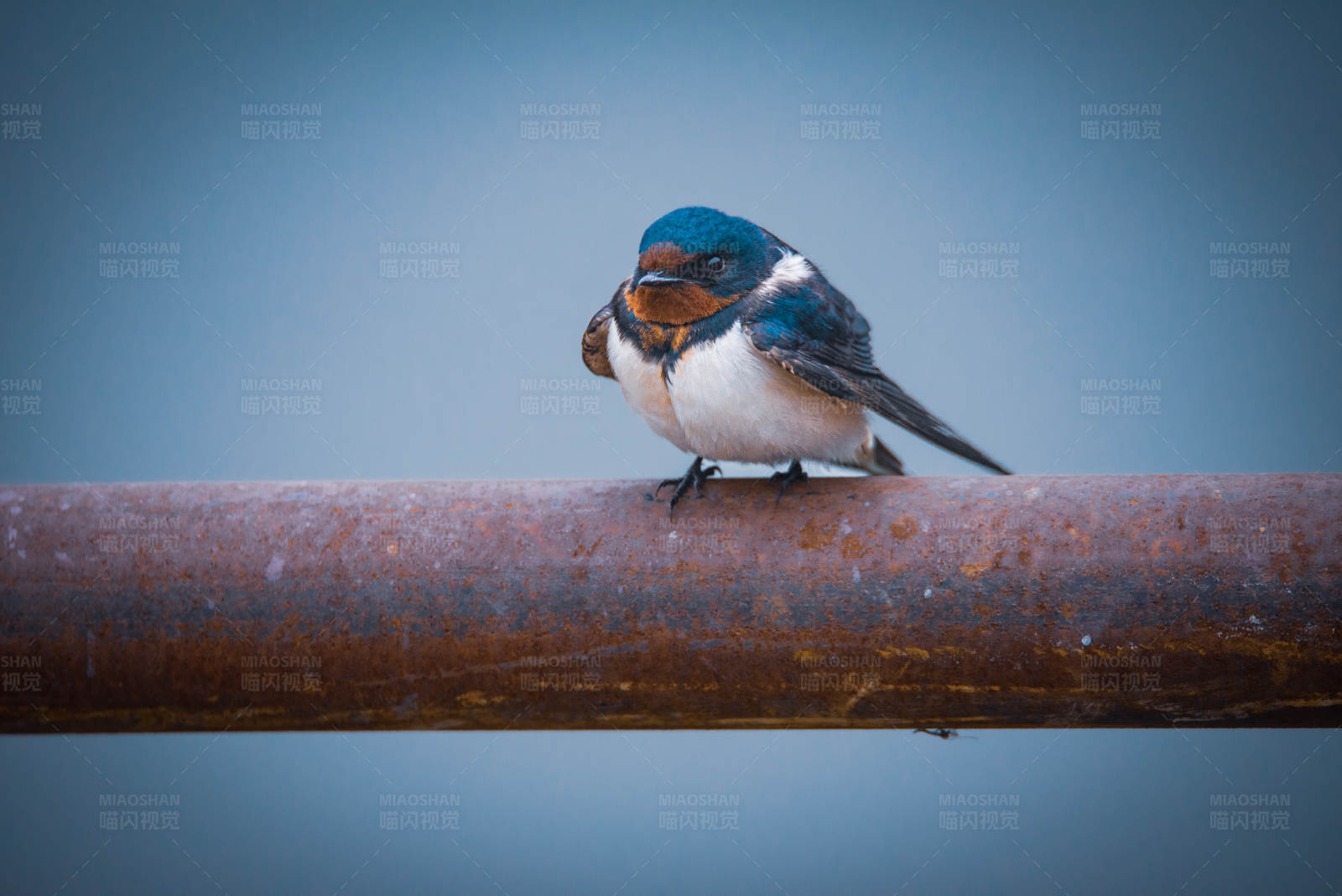 燕子栖息在生锈的管子上图片