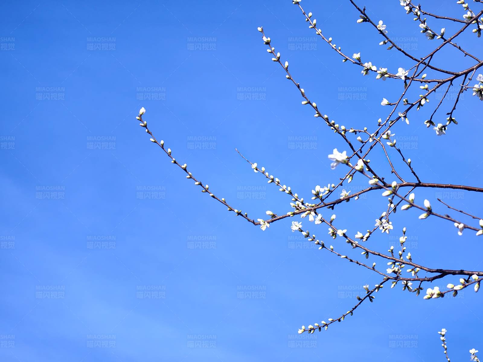 春日花开映蓝天图片