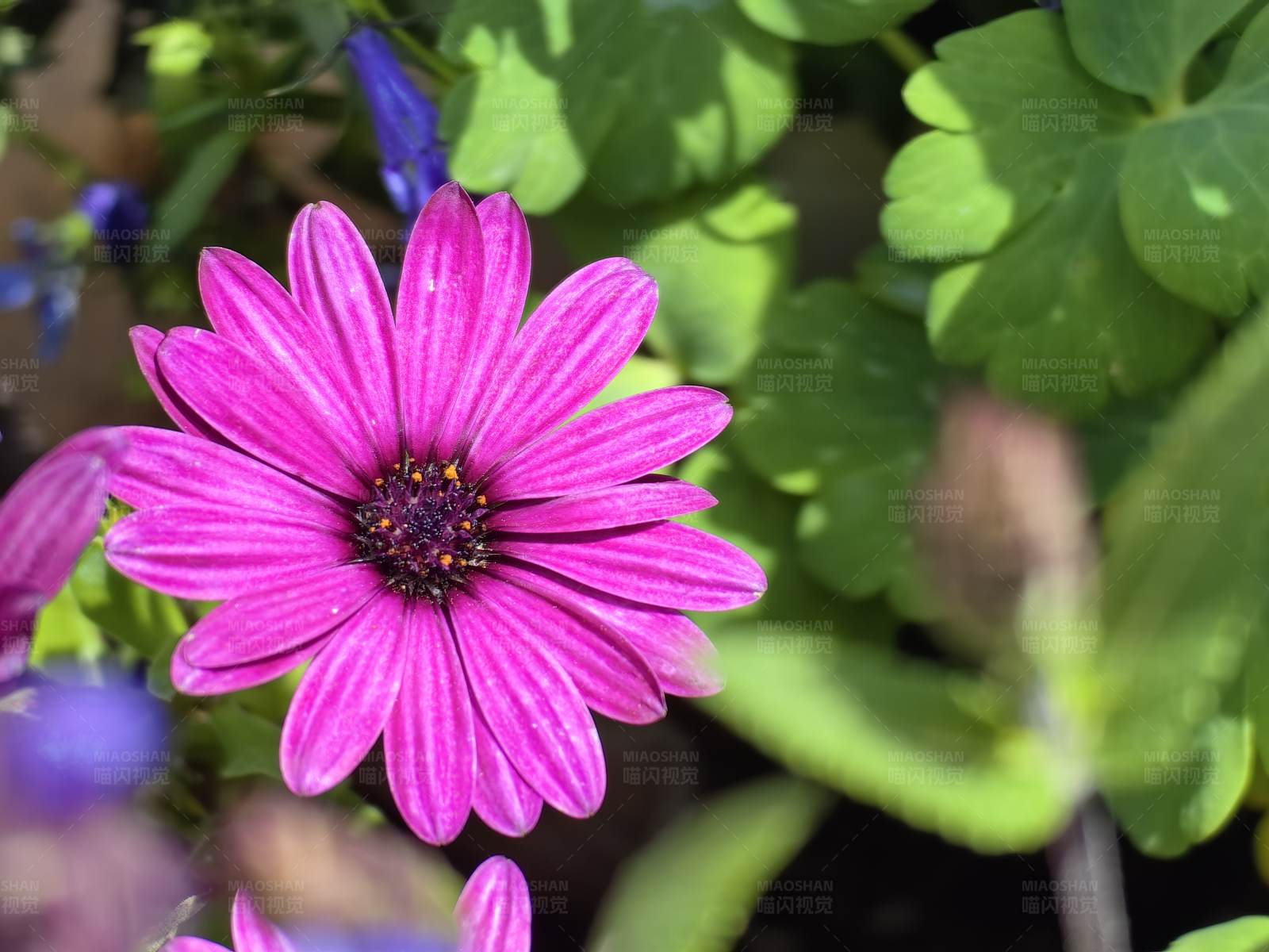 紫色花朵绽放图片