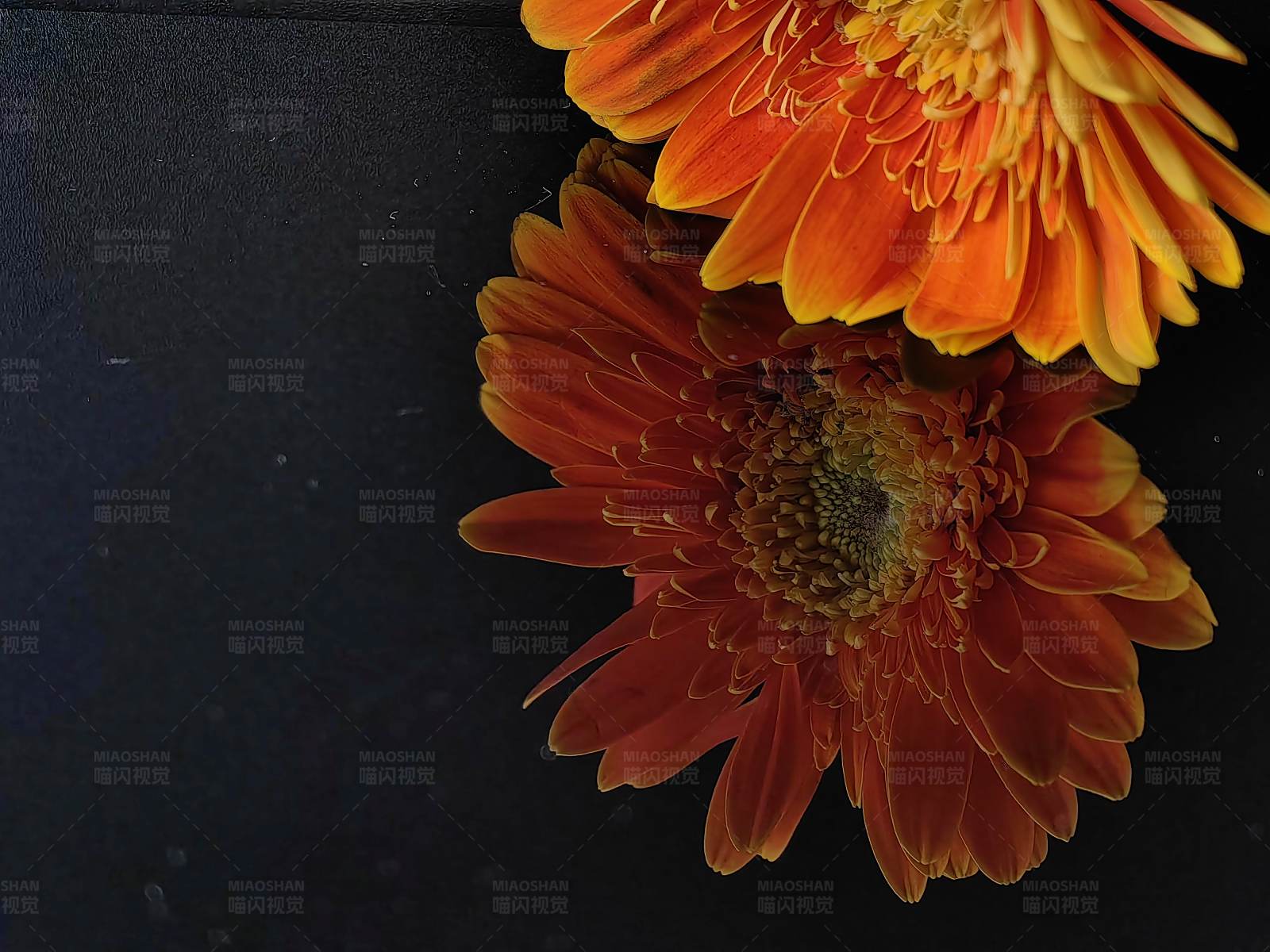 暗夜中的橙色花朵图片