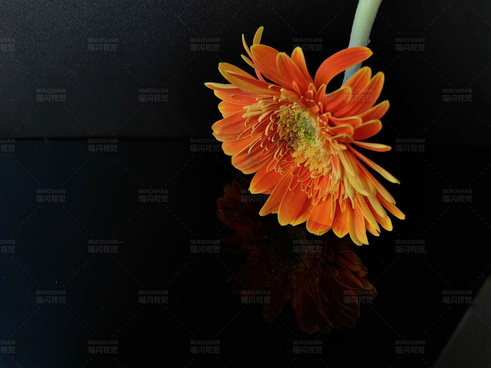 橙色花朵的倒影图片