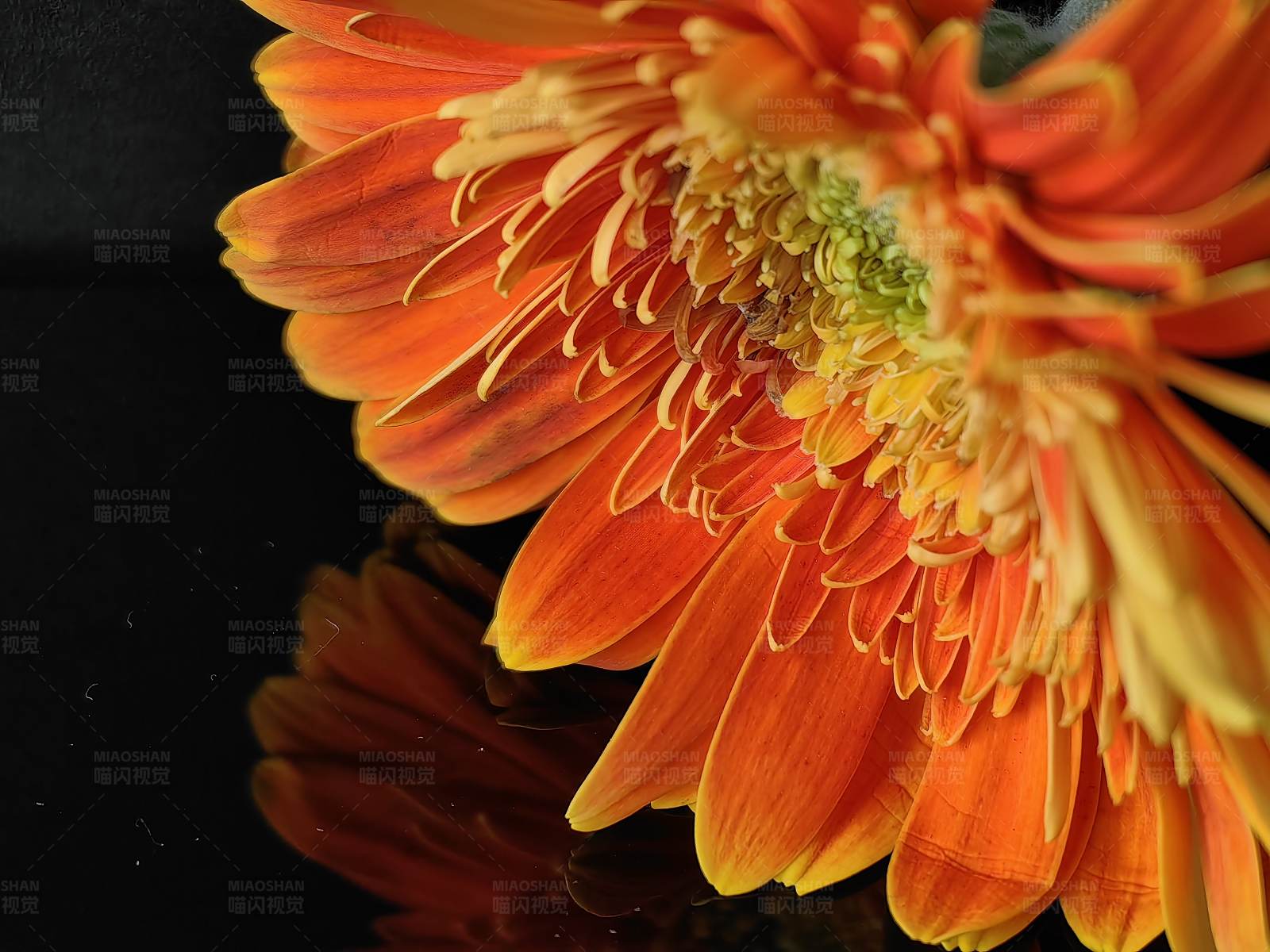 橙色花朵的倒影图片