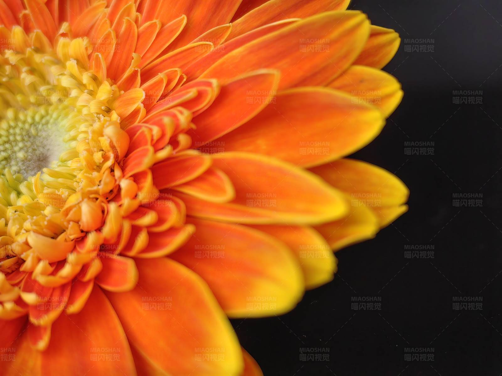 橙色花瓣的美丽绽放图片