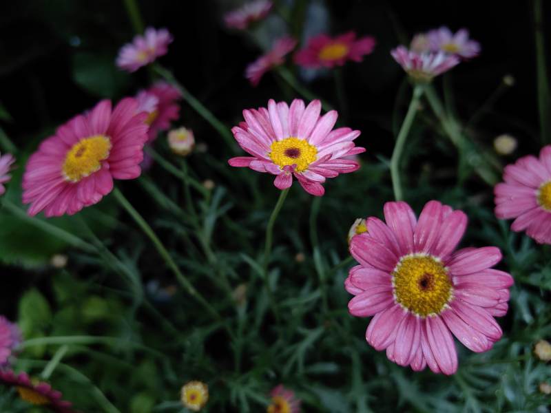 粉色雏菊的美丽瞬间图片