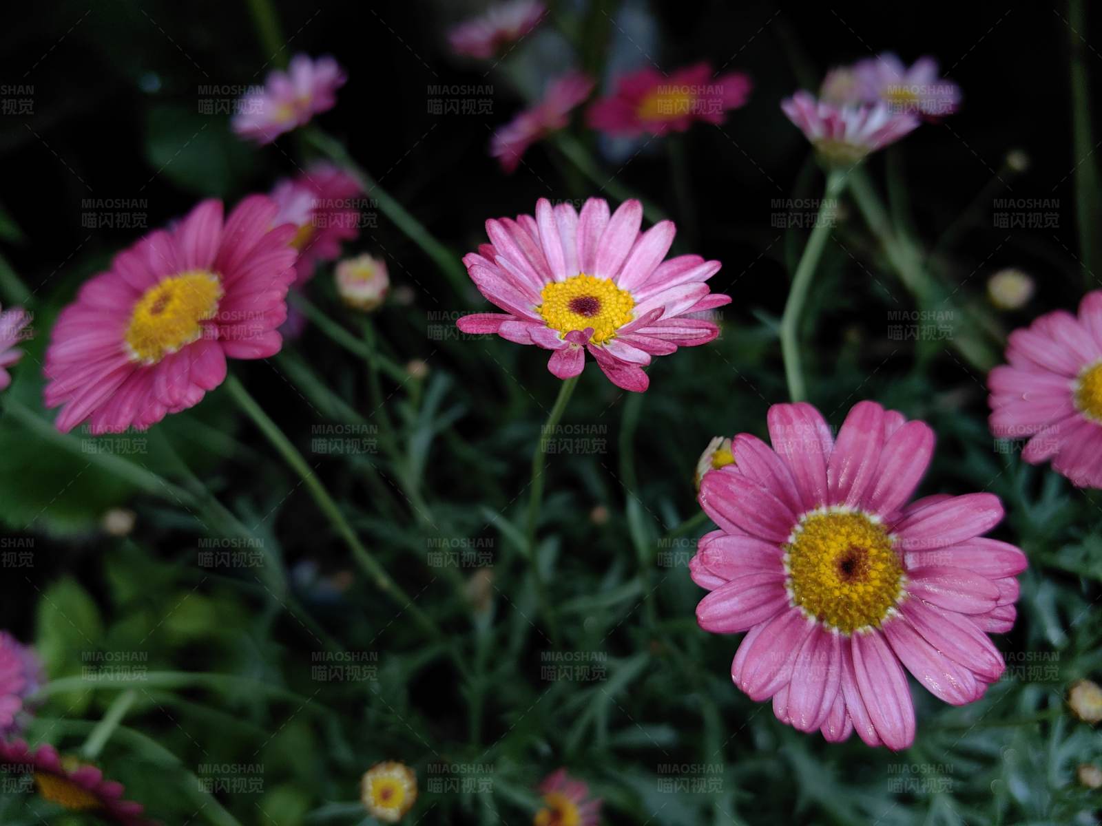 粉色雏菊的美丽瞬间图片