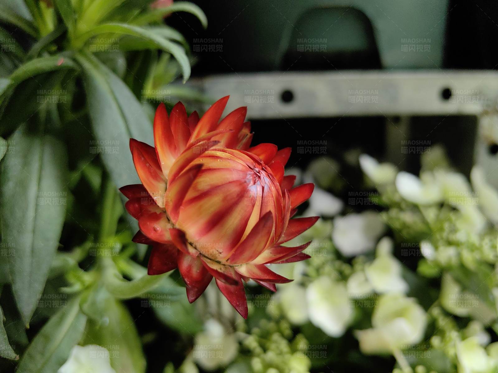 红花绽放 绿叶相伴图片