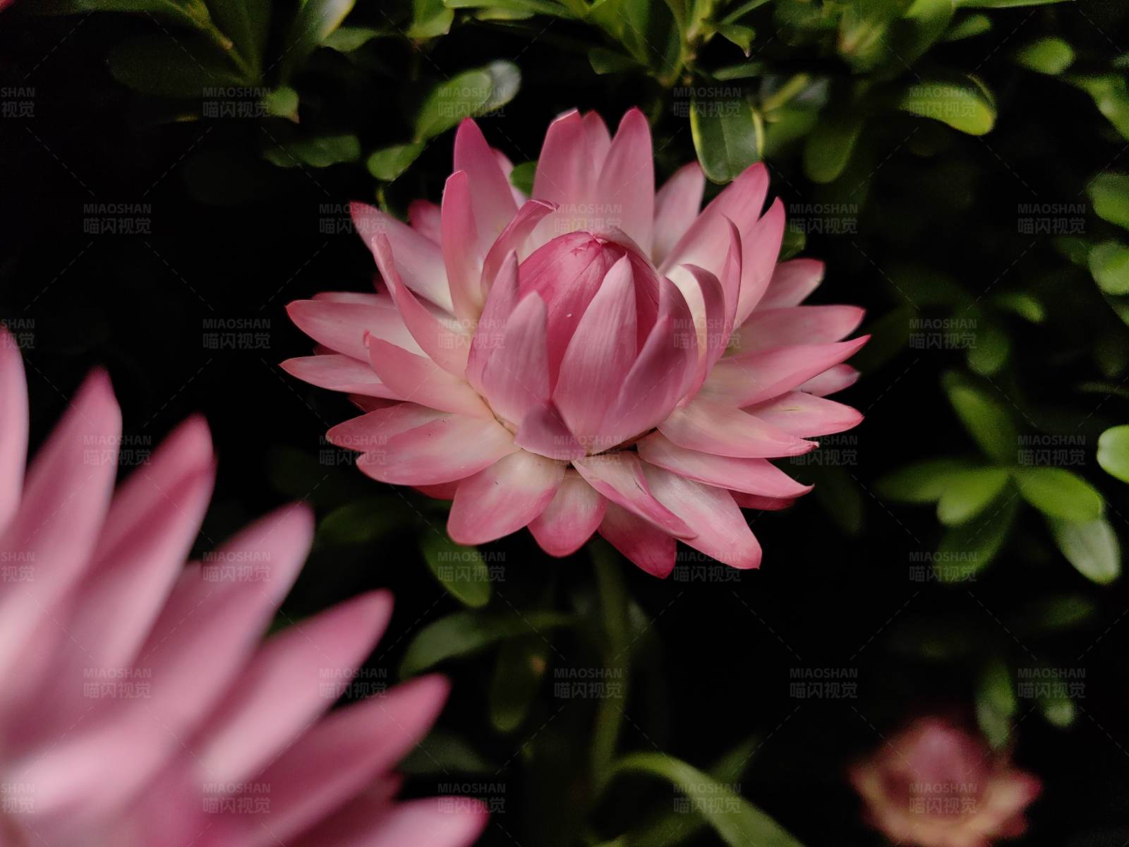 粉色花朵绽放图片