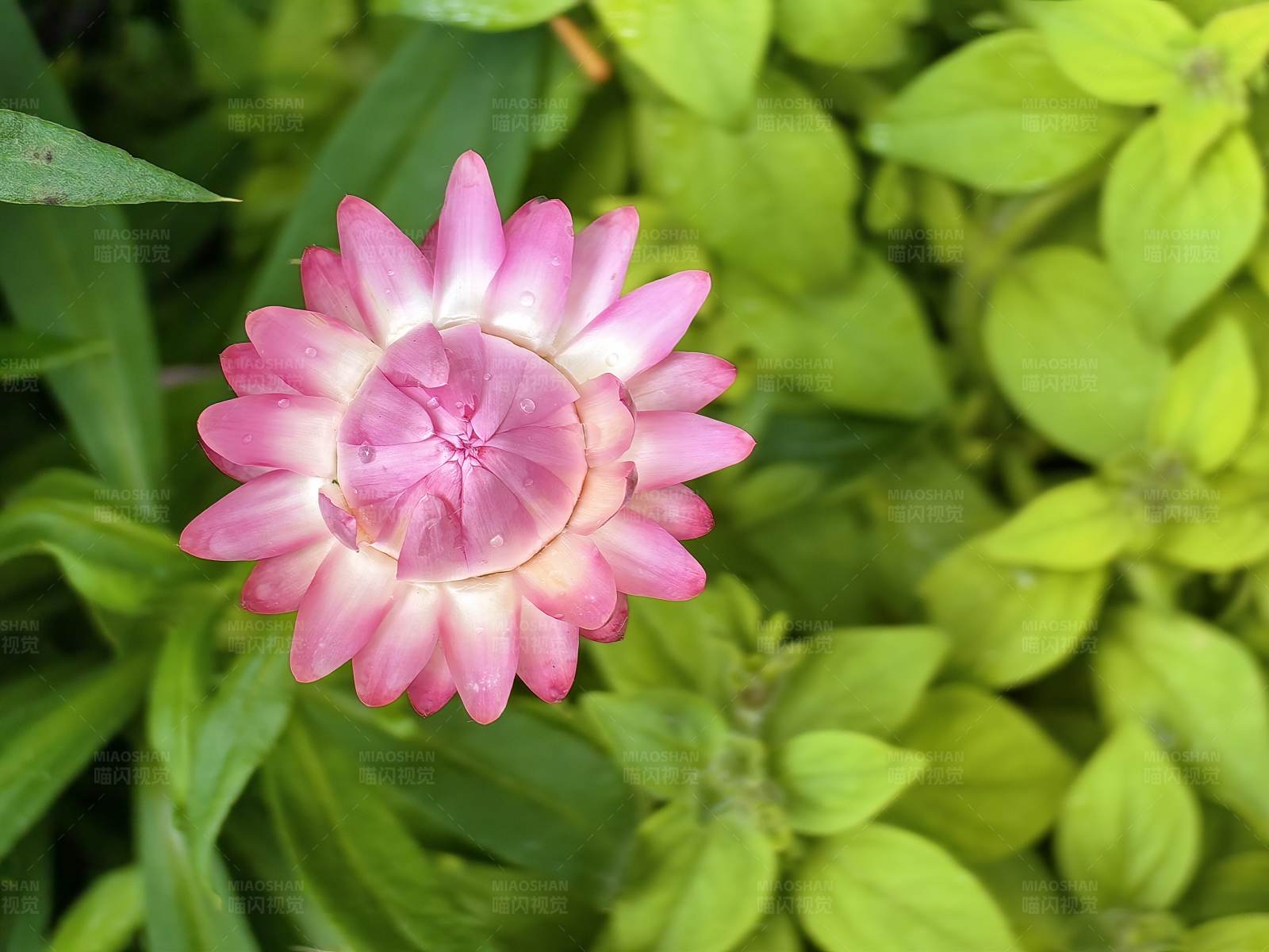 粉色花朵与绿叶背景图片