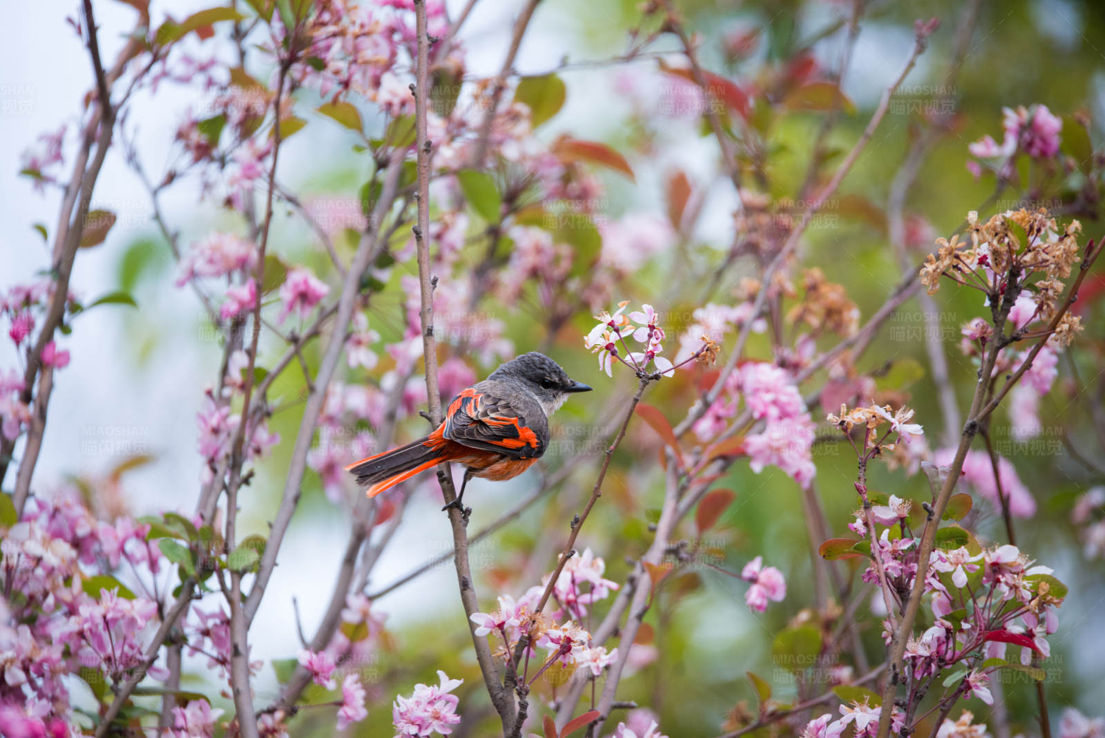 鸟儿栖息在花丛中图片