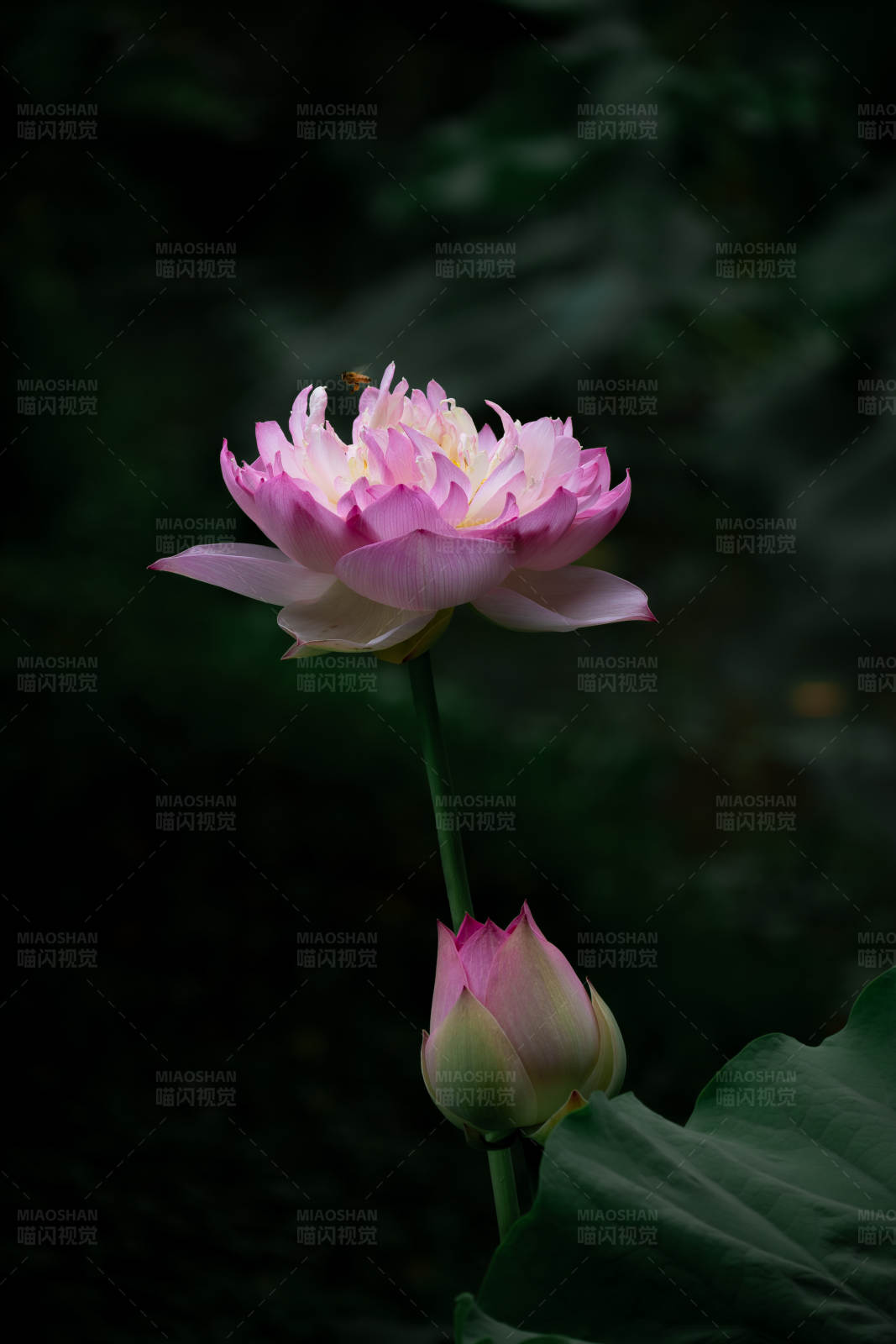 暗夜中的粉色莲花图片