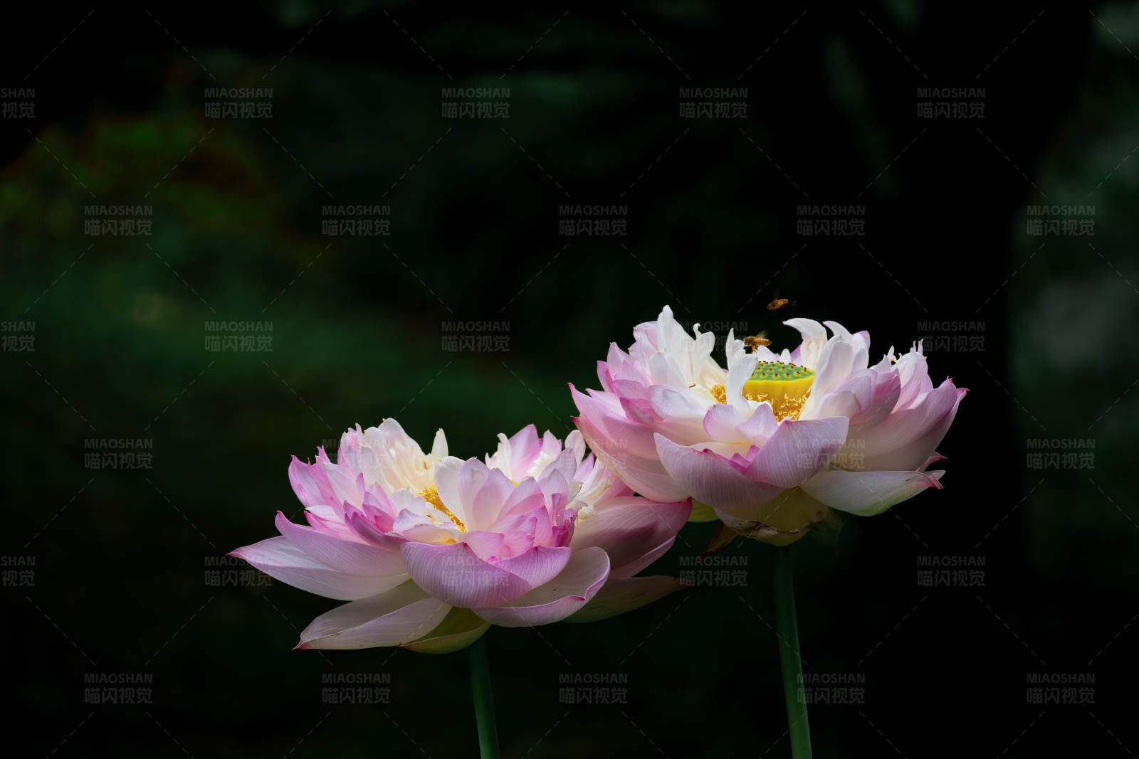 池塘双莲 静谧之美图片