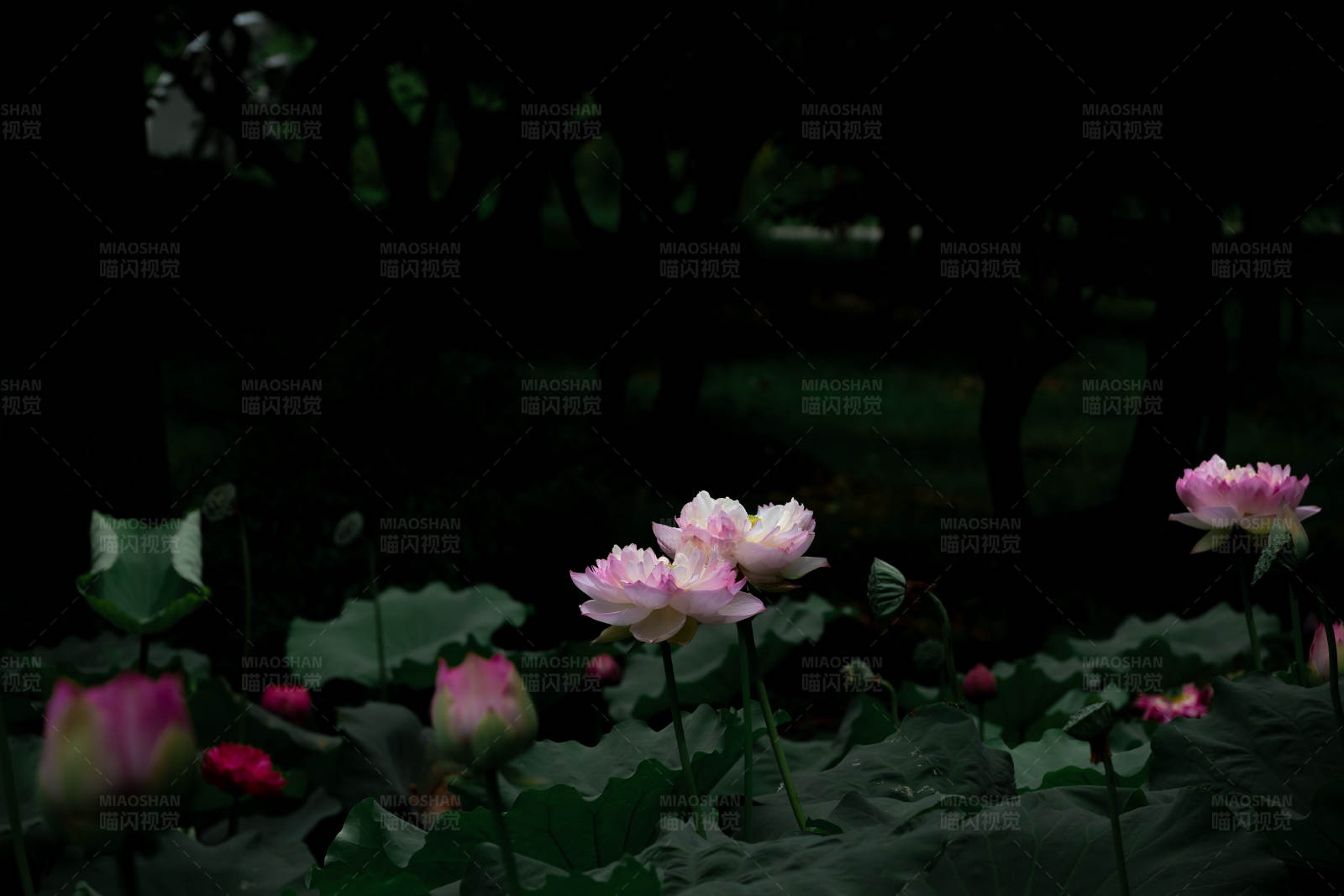 暗夜荷花静谧美图片