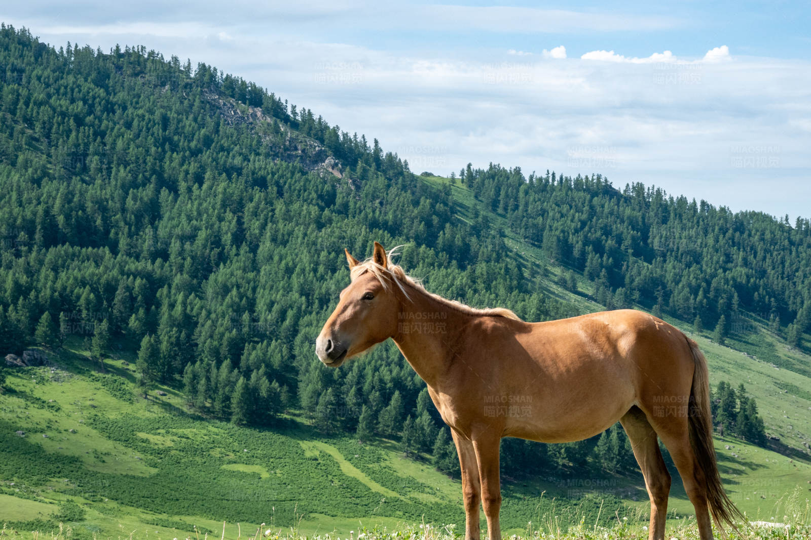 草原上的骏马图片