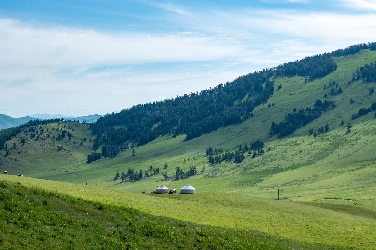新疆喀纳斯草原上的白色帐篷图片