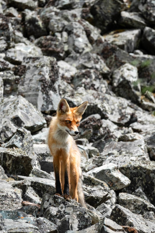 岩石上的狐狸图片