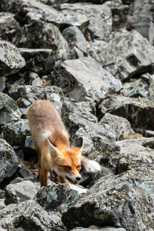 狐狸在岩石间行走图片