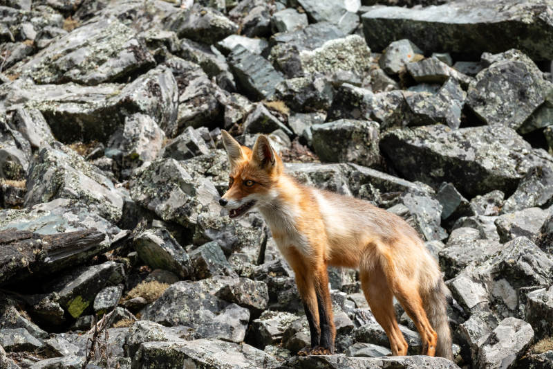 狐狸在岩石堆中站立图片