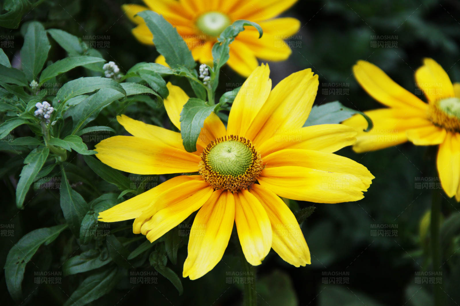 黄花绽放 绿叶相伴图片