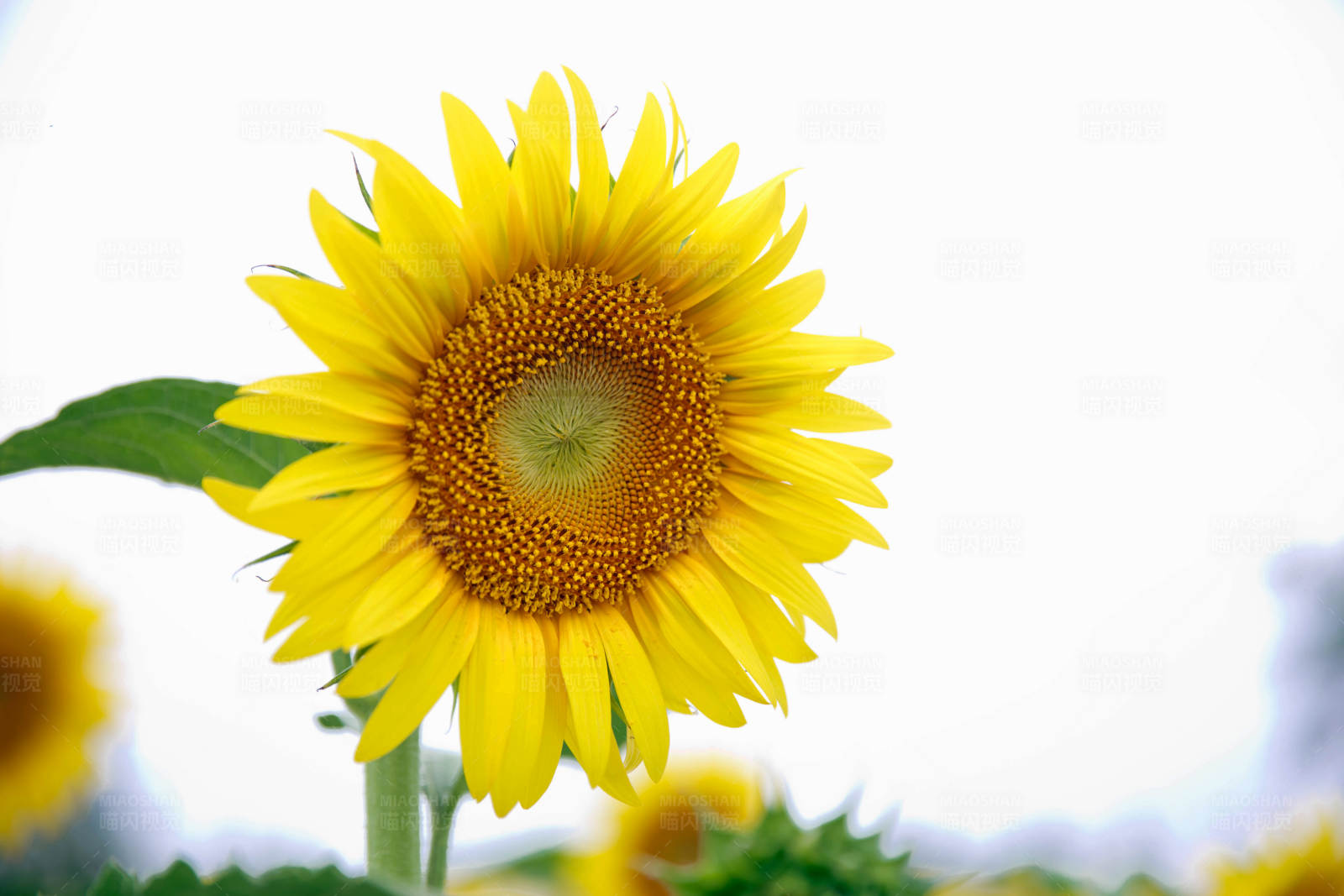 向日葵的灿烂微笑图片