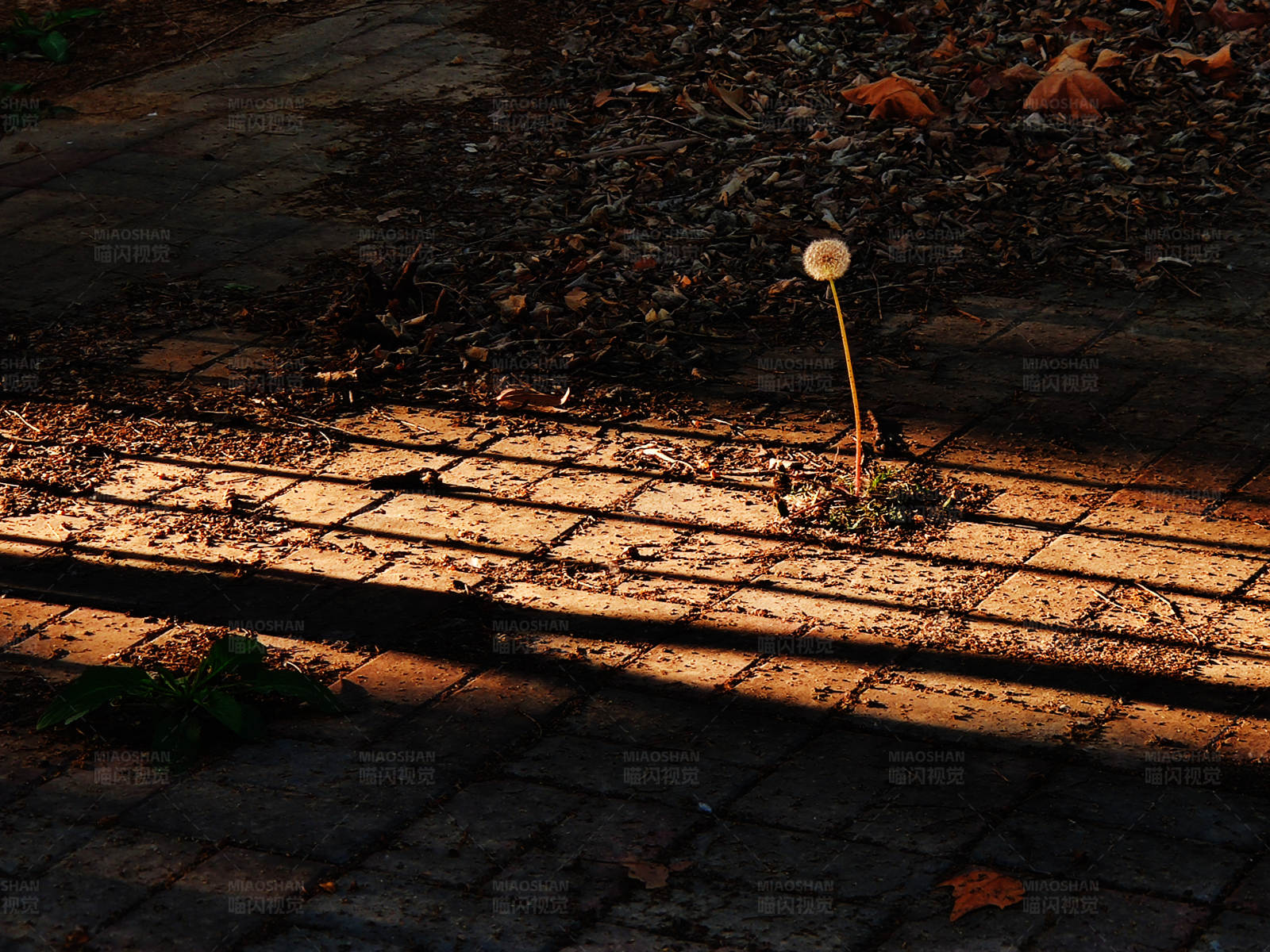 夕阳下的蒲公英图片