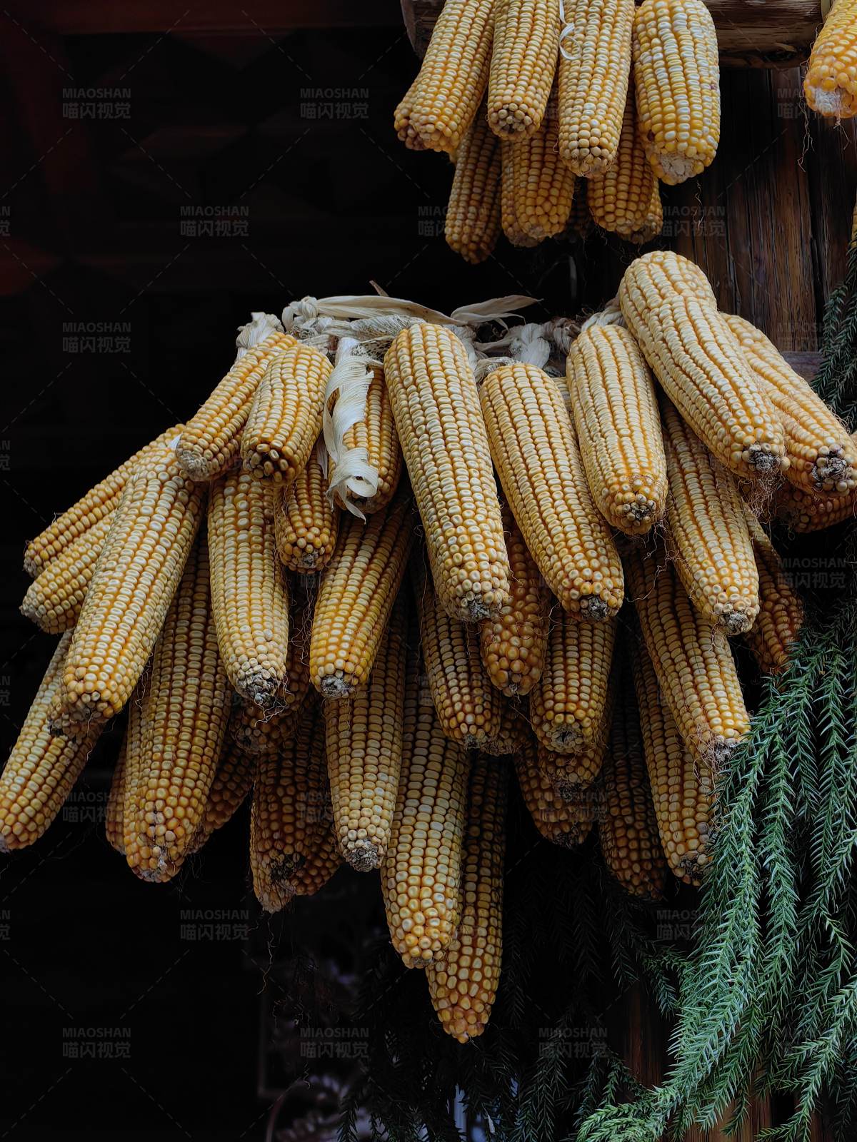 丰收的玉米挂满墙图片
