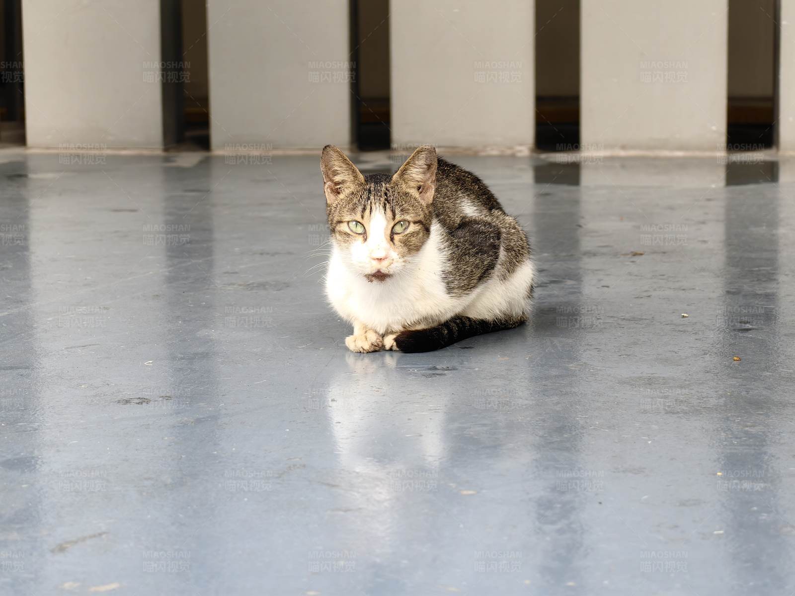 地板上的小猫图片