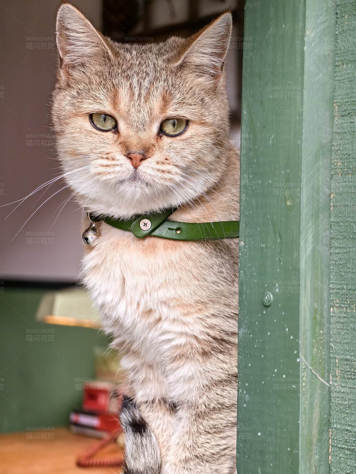 戴项圈的猫咪图片