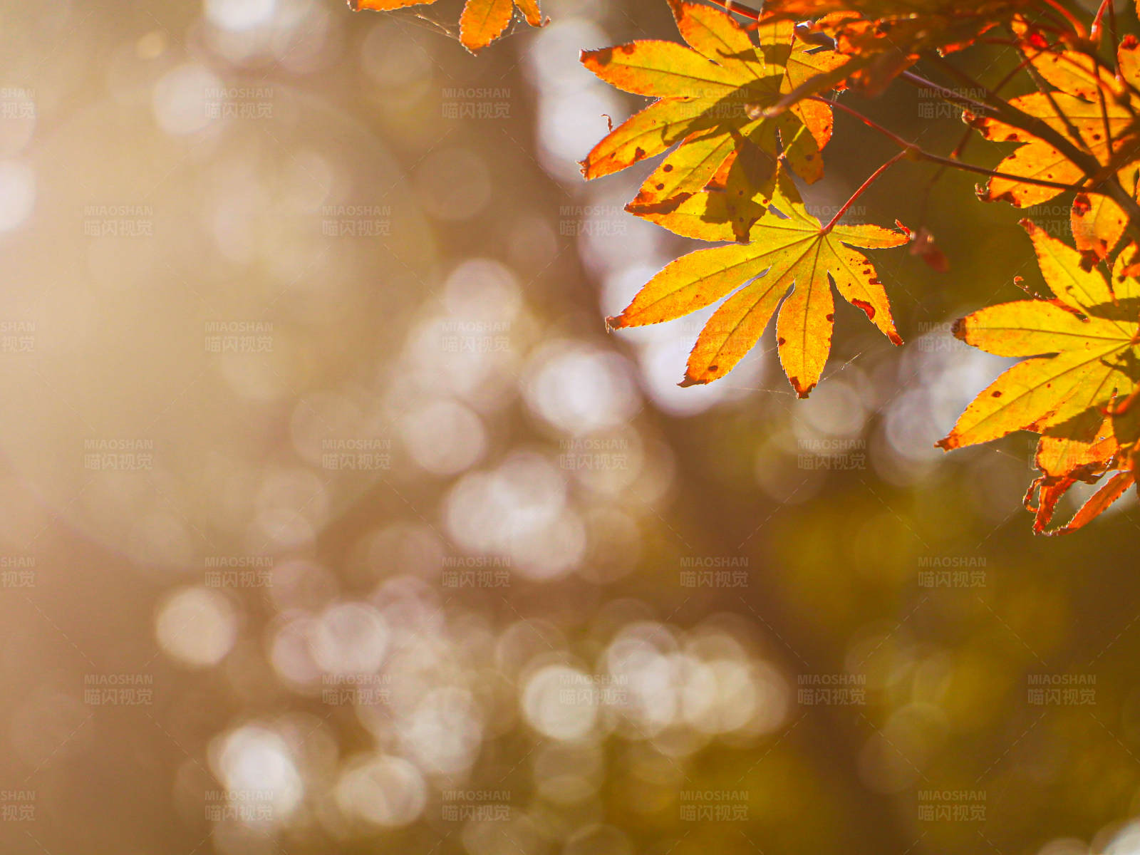 秋叶与阳光图片
