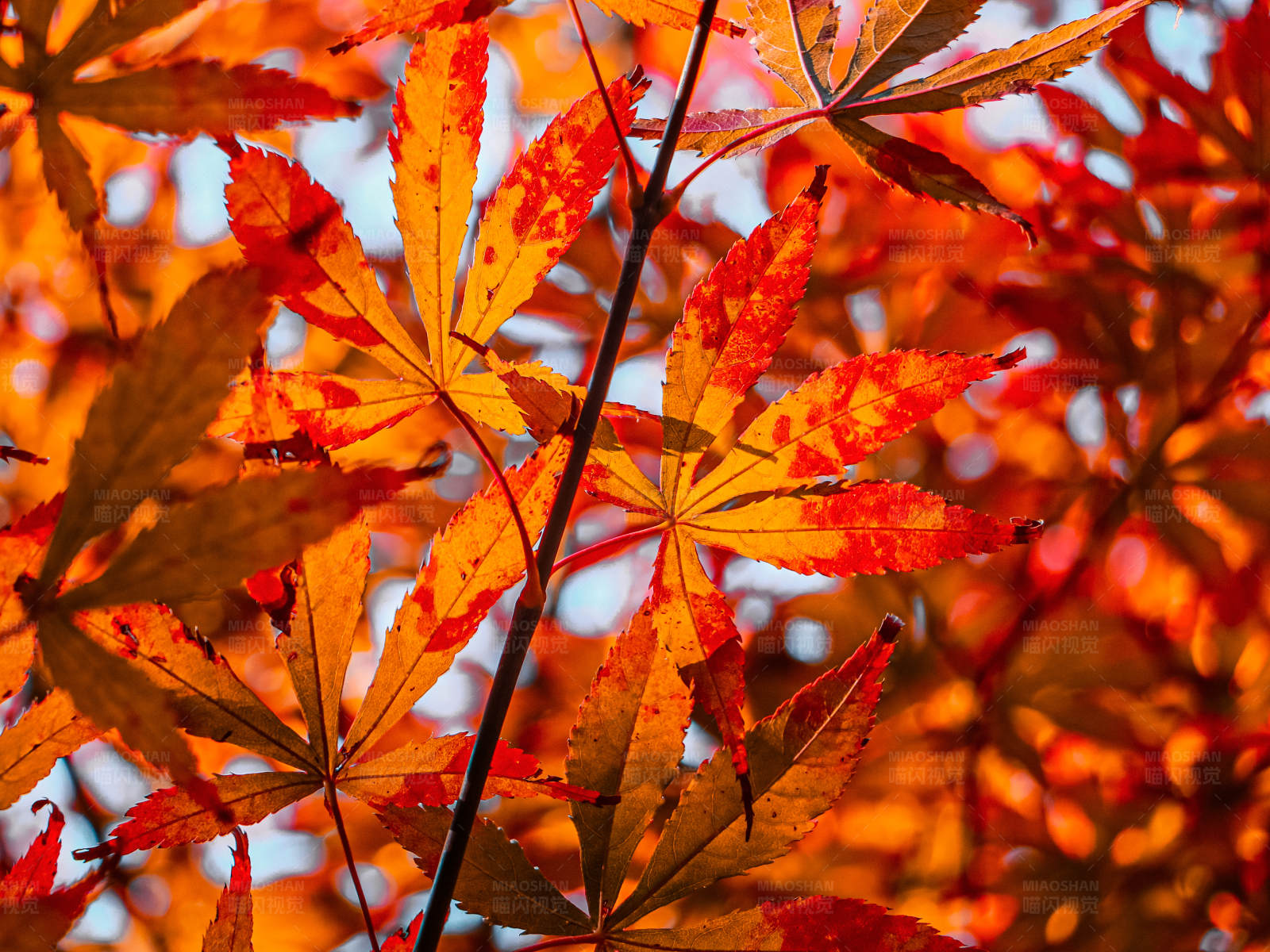 秋日枫叶红图片