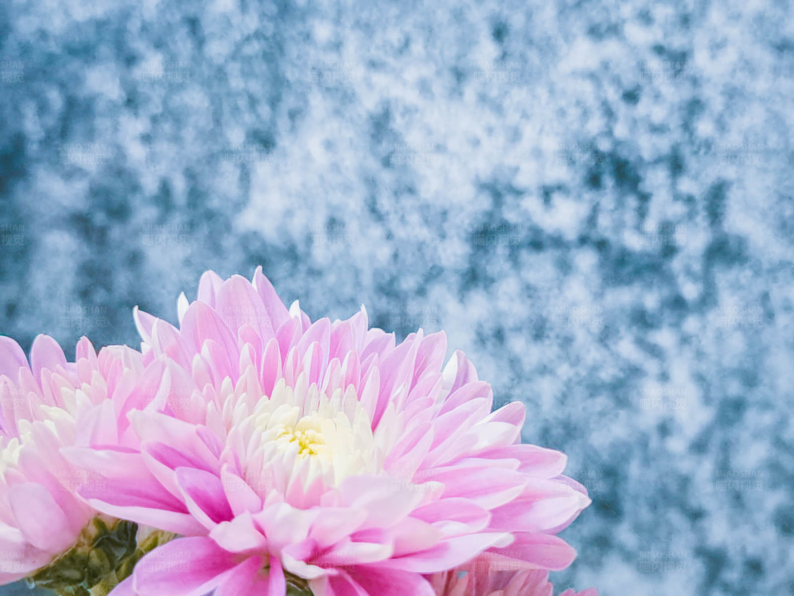 粉色菊花与蓝色背景图片