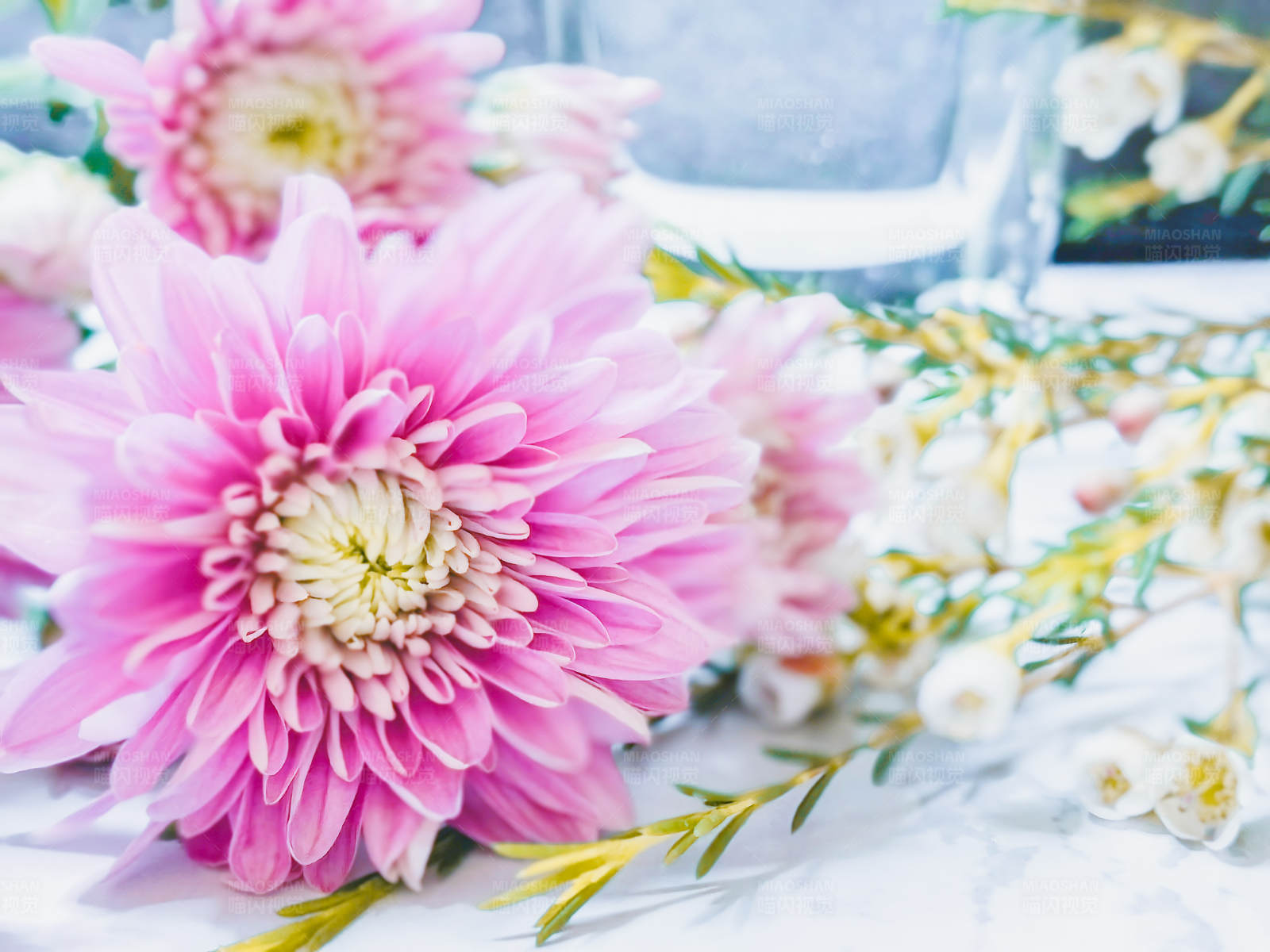 粉色菊花静物图图片